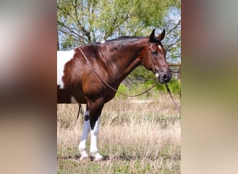 Draft Horse, Valack, 13 år, 157 cm, Tobiano-skäck-alla-färger