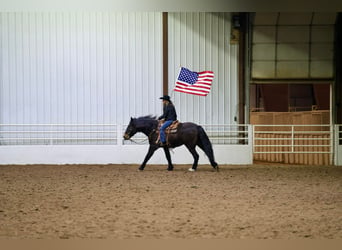 Draft Horse Blandning, Valack, 13 år, 163 cm, Brun