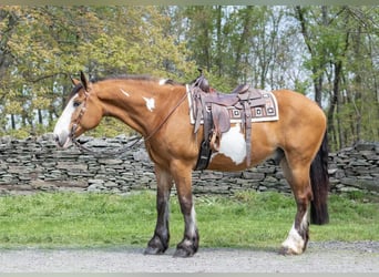 Draft Horse, Valack, 13 år, 165 cm, Overo-skäck-alla-färger