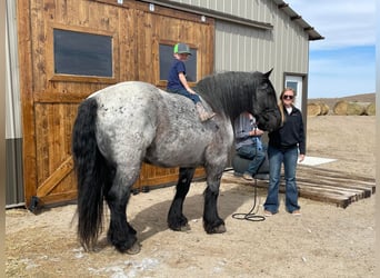 Draft Horse, Valack, 13 år, 173 cm, Konstantskimmel