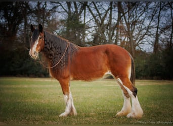 Draft Horse, Valack, 13 år, 175 cm, Brunskimmel