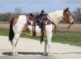 Draft Horse, Valack, 14 år, 155 cm, Tobiano-skäck-alla-färger