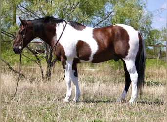 Draft Horse, Valack, 14 år, 157 cm, Tobiano-skäck-alla-färger