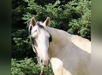 Draft Horse Blandning, Valack, 14 år, 163 cm, Palomino