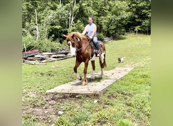 Draft Horse, Valack, 14 år, 165 cm, Overo-skäck-alla-färger