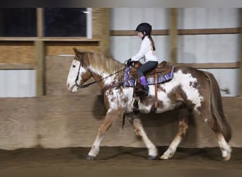 Draft Horse, Valack, 14 år, Overo-skäck-alla-färger