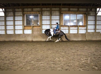 Draft Horse, Valack, 14 år, Svart