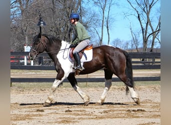 Draft Horse, Valack, 14 år, Tobiano-skäck-alla-färger