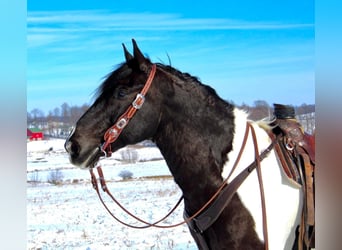Draft Horse, Valack, 14 år, Tobiano-skäck-alla-färger