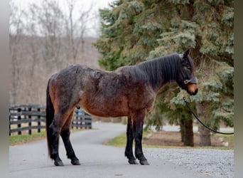 Draft Horse Blandning, Valack, 3 år, 150 cm, Brunskimmel