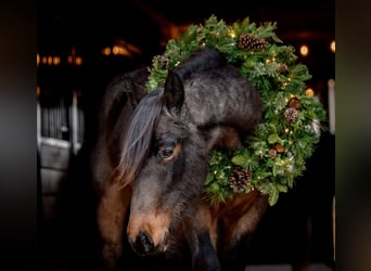 Draft Horse Blandning, Valack, 3 år, 150 cm, Brunskimmel
