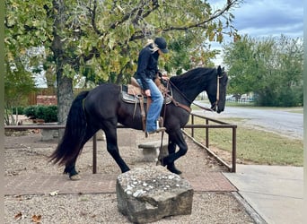 Draft Horse, Valack, 3 år, 157 cm, Svart