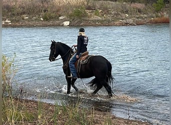 Draft Horse, Valack, 3 år, 157 cm, Svart