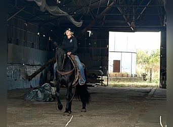 Draft Horse, Valack, 3 år, 157 cm, Svart