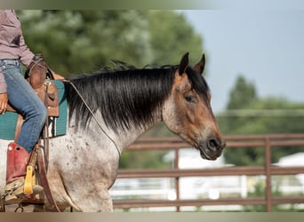 Draft Horse Blandning, Valack, 3 år, 160 cm, Brunskimmel