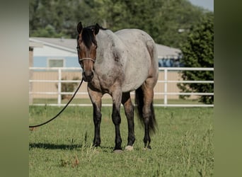 Draft Horse Blandning, Valack, 3 år, 160 cm, Brunskimmel