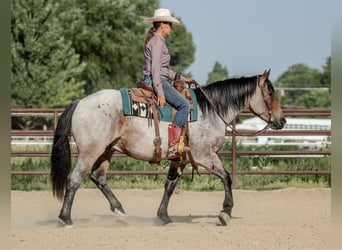 Draft Horse Blandning, Valack, 3 år, 160 cm, Brunskimmel