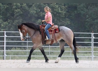 Draft Horse Blandning, Valack, 3 år, 160 cm, Brunskimmel