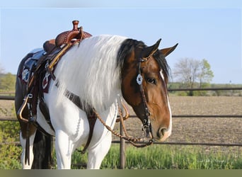 Draft Horse, Valack, 3 år, 165 cm, Tobiano-skäck-alla-färger