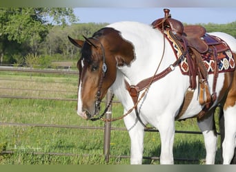 Draft Horse, Valack, 3 år, 165 cm, Tobiano-skäck-alla-färger