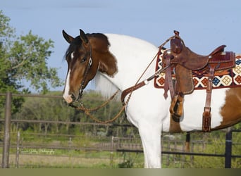 Draft Horse, Valack, 3 år, 165 cm, Tobiano-skäck-alla-färger