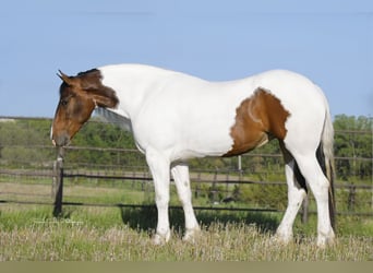 Draft Horse, Valack, 3 år, 165 cm, Tobiano-skäck-alla-färger