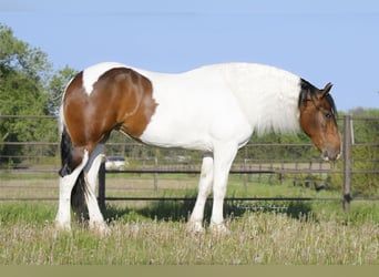 Draft Horse, Valack, 3 år, 165 cm, Tobiano-skäck-alla-färger