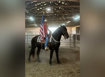 Draft Horse, Valack, 3 år, 173 cm, Svart