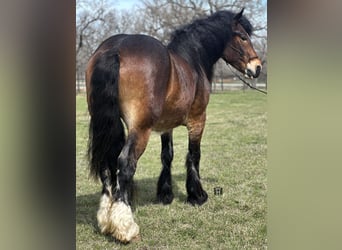 Draft Horse, Valack, 3 år, Brun