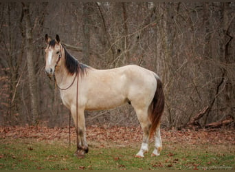 Draft Horse Blandning, Valack, 4 år, 152 cm, Gulbrun