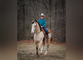 Draft Horse Blandning, Valack, 4 år, 152 cm, Gulbrun