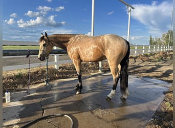 Draft Horse Blandning, Valack, 4 år, 155 cm, Gulbrun