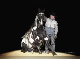 Draft Horse, Valack, 4 år, 155 cm, Overo-skäck-alla-färger