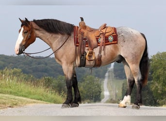 Draft Horse Blandning, Valack, 4 år, 160 cm, Brunskimmel