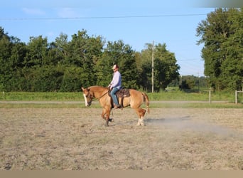 Draft Horse Blandning, Valack, 4 år, 160 cm, Fux med ål