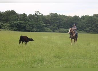 Draft Horse Blandning, Valack, 4 år, 160 cm, Fux med ål