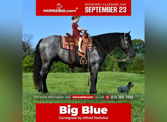 Draft Horse Blandning, Valack, 4 år, 160 cm, Konstantskimmel