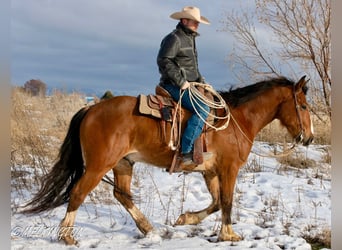 Draft Horse Blandning, Valack, 4 år, 163 cm, Brun