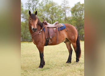Draft Horse Blandning, Valack, 4 år, 163 cm, Brun