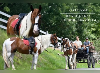 Draft Horse, Valack, 4 år, 163 cm, Tobiano-skäck-alla-färger