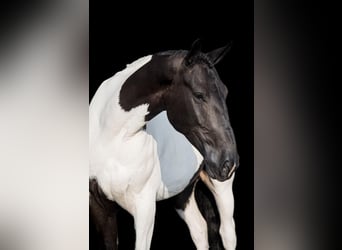 Draft Horse, Valack, 4 år, 165 cm