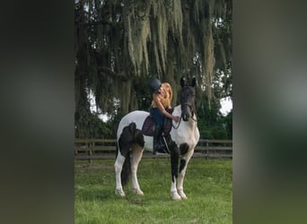 Draft Horse, Valack, 4 år, 165 cm