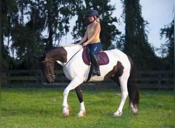 Draft Horse, Valack, 4 år, 165 cm