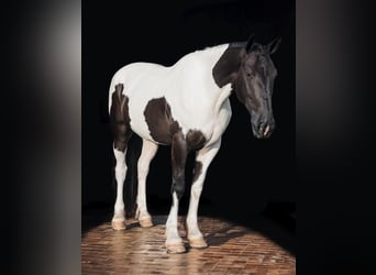 Draft Horse, Valack, 4 år, 165 cm