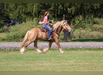 Draft Horse, Valack, 4 år, 168 cm, Palomino