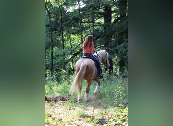 Draft Horse, Valack, 4 år, 168 cm, Palomino