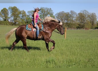 Draft Horse, Valack, 4 år, 170 cm, Brun