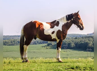 Draft Horse, Valack, 4 år, 173 cm, Tobiano-skäck-alla-färger