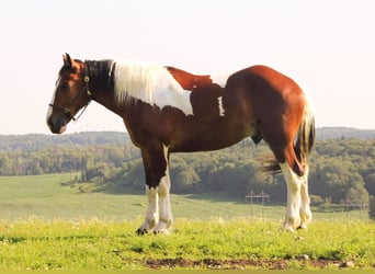 Draft Horse, Valack, 4 år, 173 cm, Tobiano-skäck-alla-färger