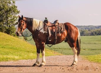 Draft Horse, Valack, 4 år, 173 cm, Tobiano-skäck-alla-färger